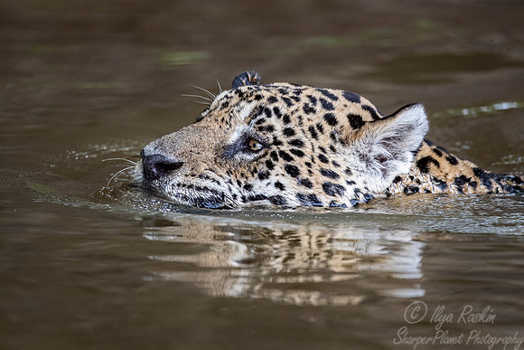 236 Jaguar (Panthera onca) - Encontro das Águas State Park - Brazil