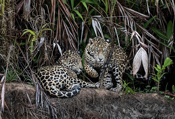 212 Jaguars (Panthera onca) - Encontro das Águas State Park - Brazil