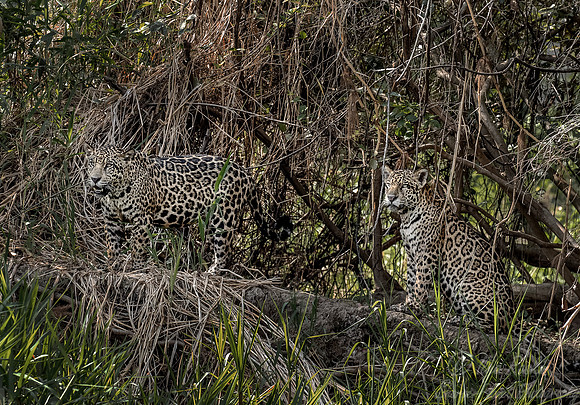 214 Jaguars (Panthera onca) - Encontro das Águas State Park - Brazil