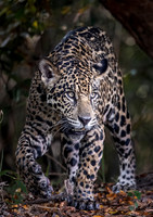 2018 Brazil - Jaguars
