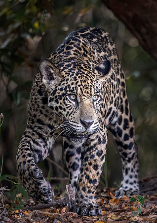 218 Jaguar (Panthera onca) - Encontro das Águas State Park - Brazil