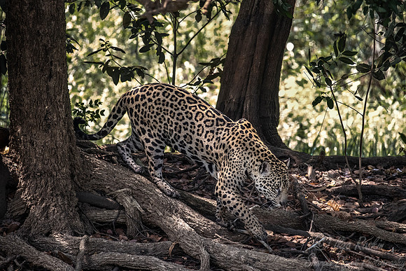 227 Jaguar (Panthera onca) - Encontro das Águas State Park - Brazil