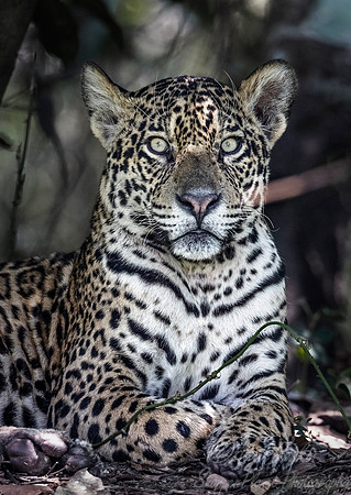 229 Jaguar (Panthera onca) - Encontro das Águas State Park - Brazil