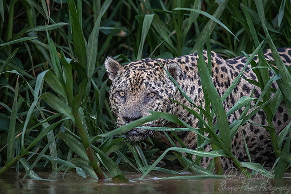 225 Jaguar (Panthera onca) - Encontro das Águas State Park - Brazil