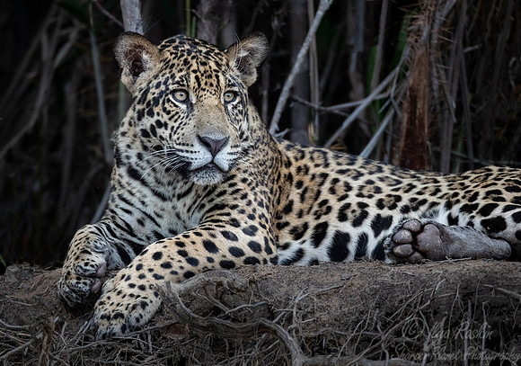 232 Jaguar (Panthera onca) - Encontro das Águas State Park - Brazil