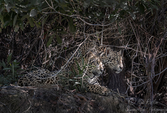 211 Jaguars (Panthera onca) - Encontro das Águas State Park - Brazil