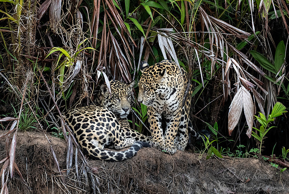 213 Jaguars (Panthera onca) - Encontro das Águas State Park - Brazil