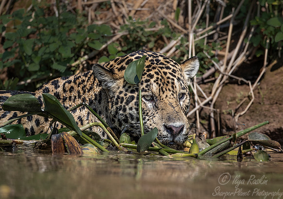 234 Jaguar (Panthera onca) - Encontro das Águas State Park - Brazil