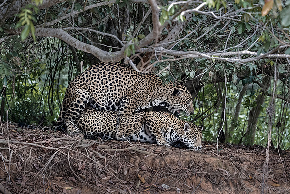 215 Jaguars (Panthera onca) - Encontro das Águas State Park - Brazil