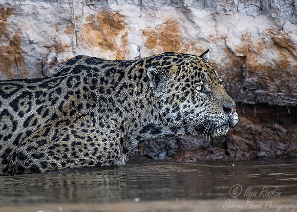 220 Jaguar (Panthera onca) - Encontro das Águas State Park - Brazil