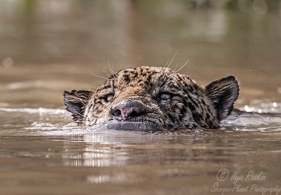 235 Jaguar (Panthera onca) - Encontro das Águas State Park - Brazil