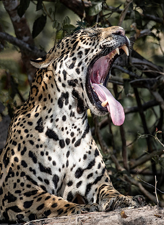 230 Jaguar (Panthera onca) - Encontro das Águas State Park - Brazil