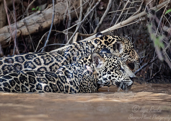 237 Jaguar (Panthera onca) - Encontro das Águas State Park - Brazil