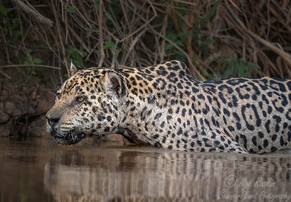 233 Jaguar (Panthera onca) - Encontro das Águas State Park - Brazil