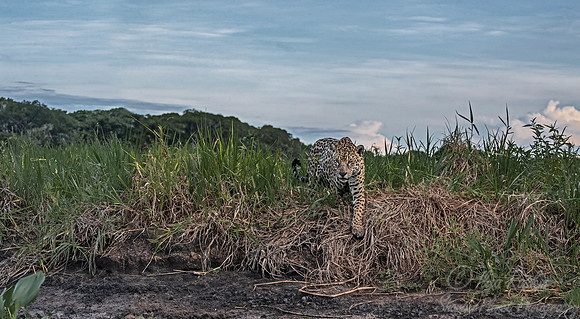 210 Jaguar (Panthera onca) - Encontro das Águas State Park - Brazil