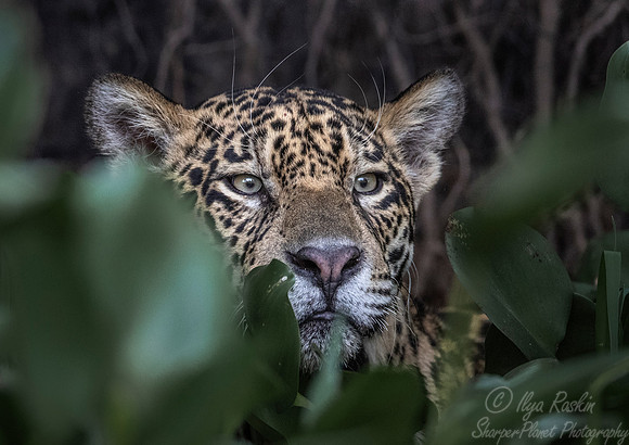 231 Jaguar (Panthera onca) - Encontro das Águas State Park - Brazil