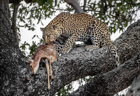 146 Leopard  (Panthera pardus) - KNP South Africa