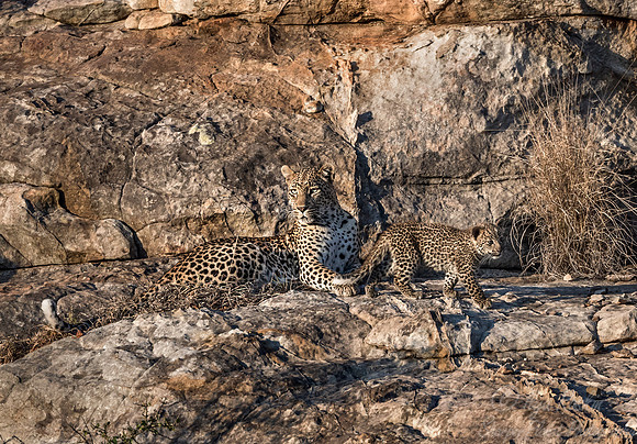133 Leopard  (Panthera pardus) - KNP South Africa