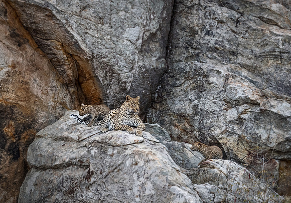 139 Leopard  (Panthera pardus) - KNP South Africa