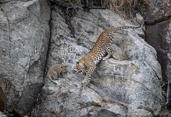 137 Leopard  (Panthera pardus) - KNP South Africa