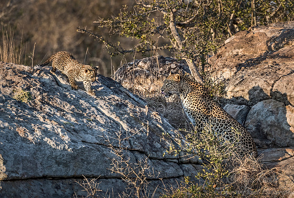 131 Leopard  (Panthera pardus) - KNP South Africa