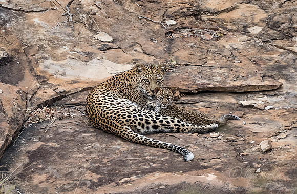 129 Leopard  (Panthera pardus) - KNP South Africa