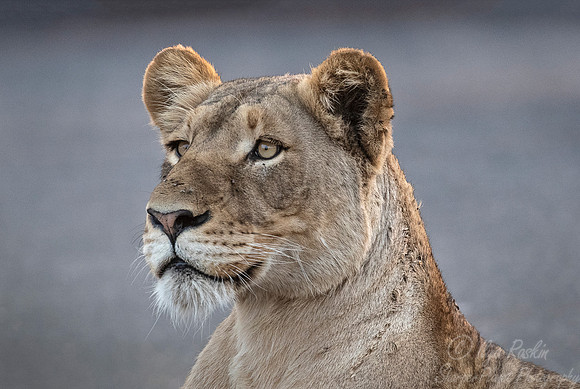 133 Lion (Panthera leo) - KNP South Africa