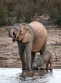 083 African Bush Elephants (Loxodonta africana) - KNP South Africa
