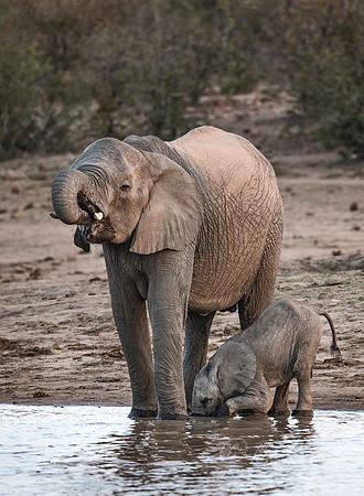 083 African Bush Elephants (Loxodonta africana) - KNP South Africa