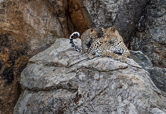 140 Leopard  (Panthera pardus) - KNP South Africa