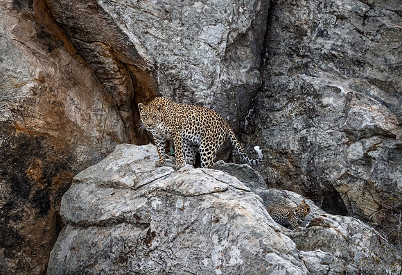 138 Leopard  (Panthera pardus) - KNP South Africa