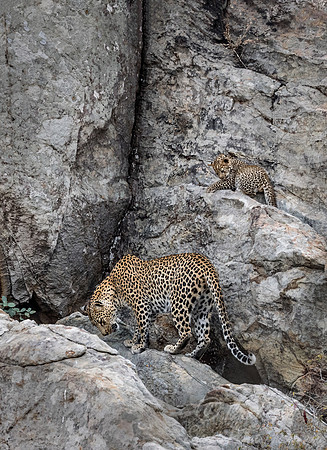 143 Leopard  (Panthera pardus) - KNP South Africa