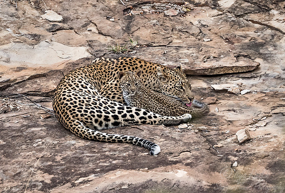 128 Leopard  (Panthera pardus) - KNP South Africa