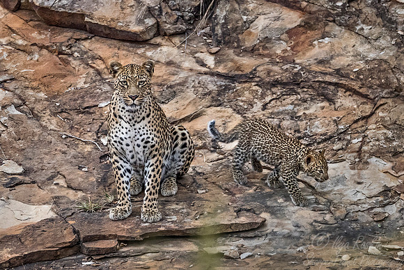 130 Leopard  (Panthera pardus) - KNP South Africa