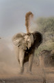 070 African Bush Elephant (Loxodonta africana) - KNP South Africa