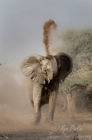 070 African Bush Elephant (Loxodonta africana) - KNP South Africa
