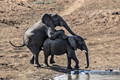 080 African Bush Elephants (Loxodonta africana) - KNP South Africa