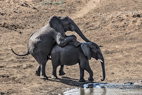 080 African Bush Elephants (Loxodonta africana) - KNP South Africa