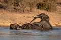 088 African Bush Elephants (Loxodonta africana) - KNP South Africa