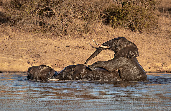 088 African Bush Elephants (Loxodonta africana) - KNP South Africa