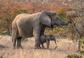 086 African Bush Elephants (Loxodonta africana) - KNP South Africa