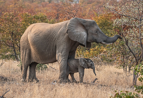 086 African Bush Elephants (Loxodonta africana) - KNP South Africa