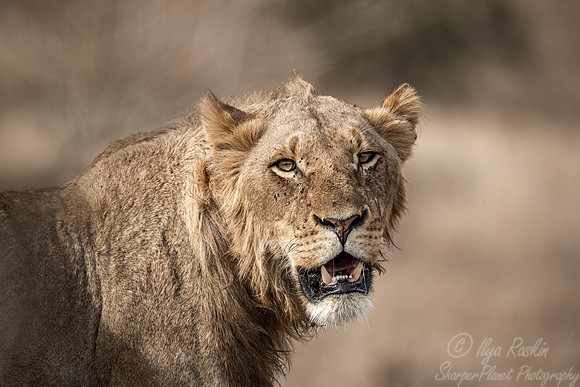 137 Lion (Panthera leo) - KNP South Africa