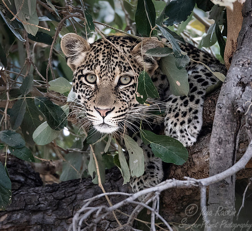 147 Leopard  (Panthera pardus) - KNP South Africa
