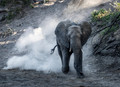 075 African Bush Elephant (Loxodonta africana) - KNP South Africa