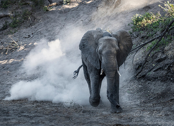 075 African Bush Elephant (Loxodonta africana) - KNP South Africa