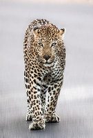 2018 South Africa - Leopards