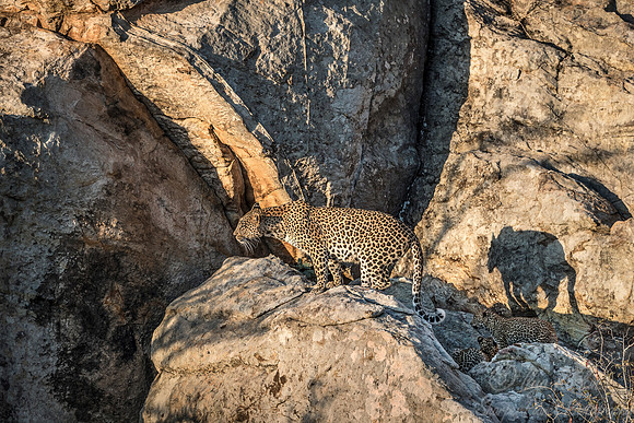 135 Leopard  (Panthera pardus) - KNP South Africa