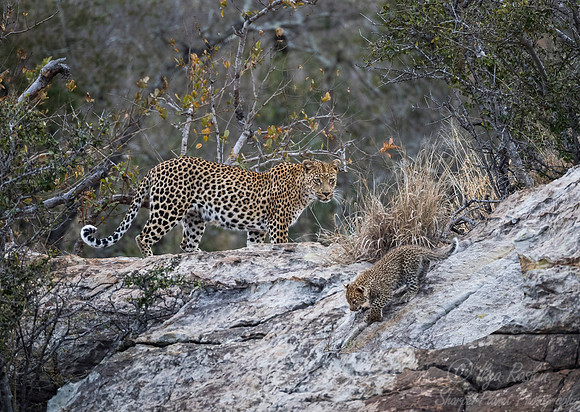 136 Leopard  (Panthera pardus) - KNP South Africa
