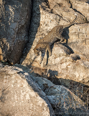 134 Leopard  (Panthera pardus) - KNP South Africa